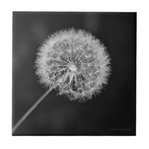 Carreau Aller aux semences