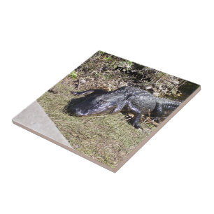 Carreau Alligator des Everglades dans la douce lumière dor