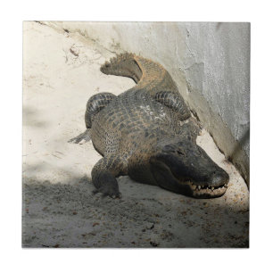 Carreau Alligator, Fort Lauderdale, Floride