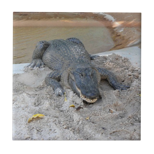 Carreau Alligator, Fort Lauderdale, Floride (Devant)