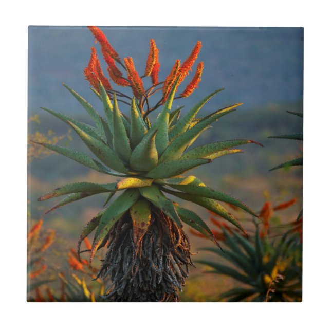 Carreau Aloe de montagne (Aloe Marlothii Berger) 2 (Devant)
