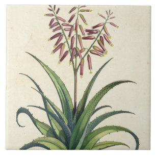Carreau Aloès Vera vulgaris, de "Phytographia Curiosa", p