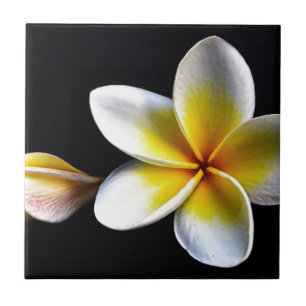 Carreau Aloha Frangipani Hawaii Blossoms Plumerias