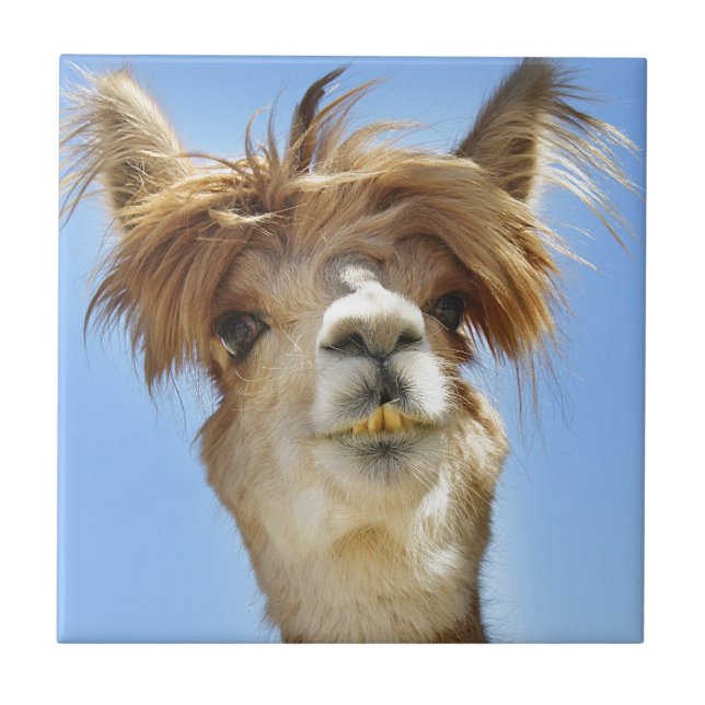 Carreau Alpaga fol de cheveux (Devant)