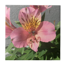 Alstroemeria