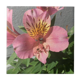 Carreau Alstroemeria