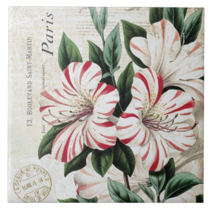 Carreau amarylis français vintages modernes de Noël