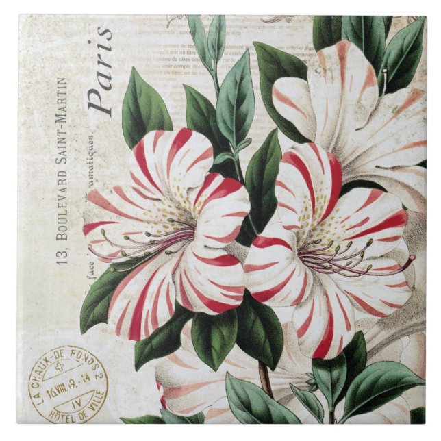 Carreau amarylis français vintages modernes de Noël (Devant)