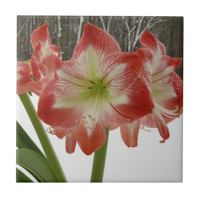 Carreau Amaryllis en Fête Rouge Neige Hiver Floral (Devant)