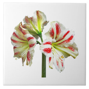 Carreau Amaryllis Sydney