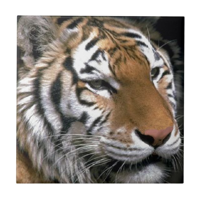 Carreau Amateurs d'art du Tigre de Sibérie (Devant)
