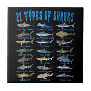Carreau Amateurs De Requins 21 Types De Requins Animaux Oc