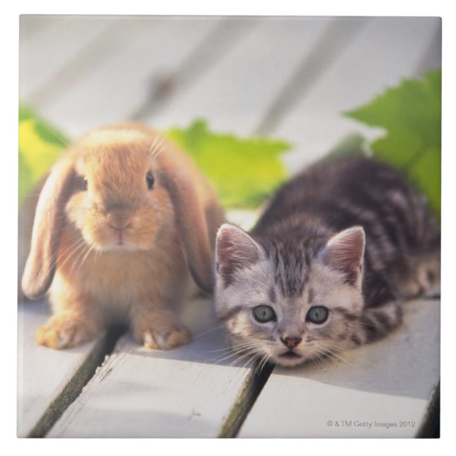 Carreau Américain Shorthair et lapin (Devant)