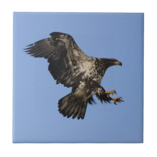 Carreau American Bald Eagle Wildlife Tile