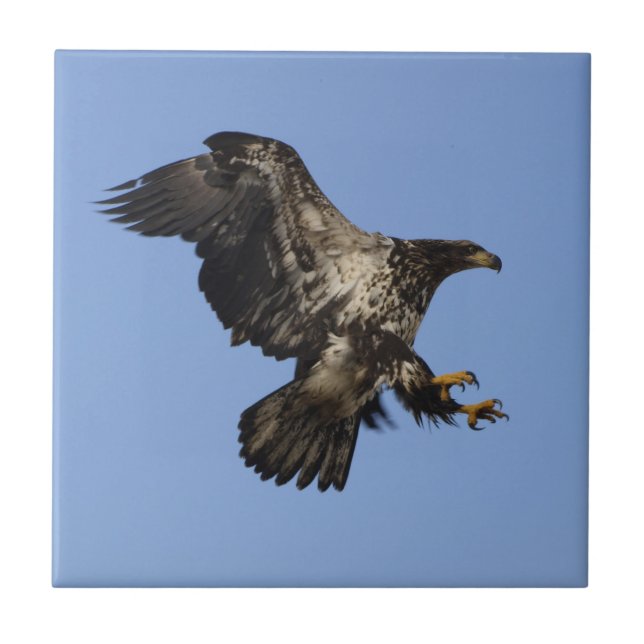 Carreau American Bald Eagle Wildlife Tile (Devant)