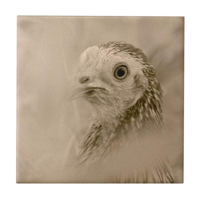 Carreau American Game Hen (Devant)