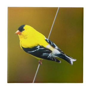 Carreau American Goldfinch - Photo originale