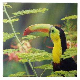 Carreau Amérique centrale, Honduras. Toucan à bec caréné