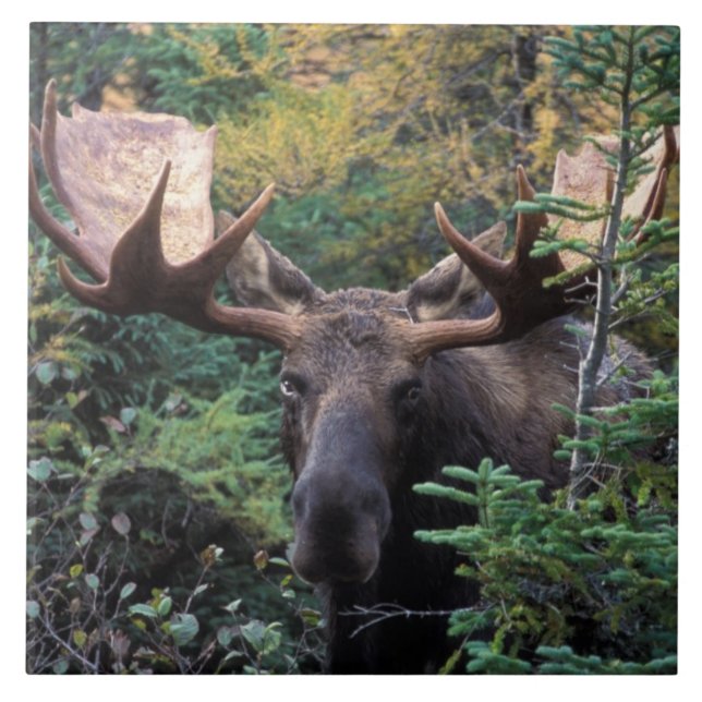 Carreau Amérique du Nord, Canada, Nouvelle-Écosse, Cap-Bre (Devant)