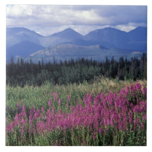 Carreau Amérique du Nord, Canada, Yukon. Épilobe en fleurs