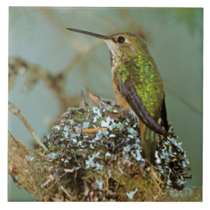 Carreau Amérique du Nord, États-Unis, Alaska. Colibri à tê
