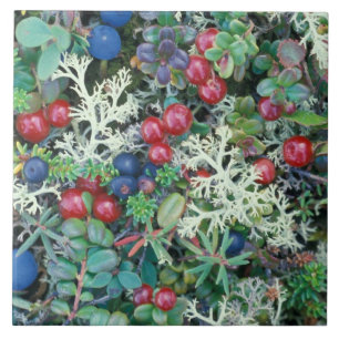 Carreau Amérique du Nord, États-Unis, Alaska, Paysage, bai