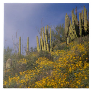 Carreau Amérique du Nord, États-Unis, Arizona, Cactus Orga