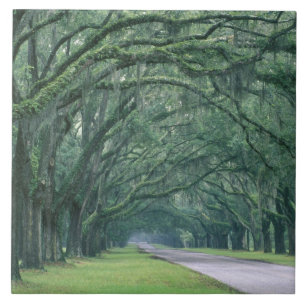 Carreau Amérique du Nord, États-Unis, Géorgie, Savannah,