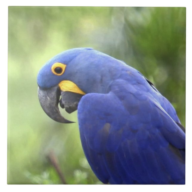 Carreau Amérique du Sud, Brésil, Pantanal (Devant)
