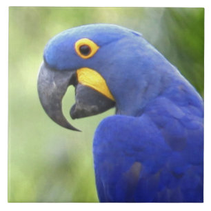 Carreau Amérique du Sud, Brésil, Pantanal