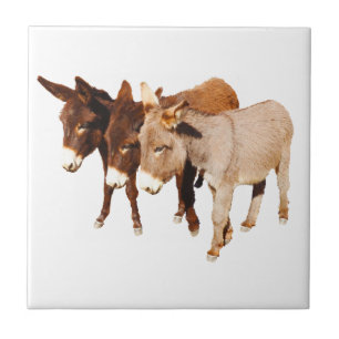 Carreau Amis sauvages de Burro