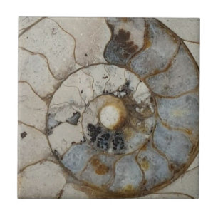 Carreau ammonite de calcaire