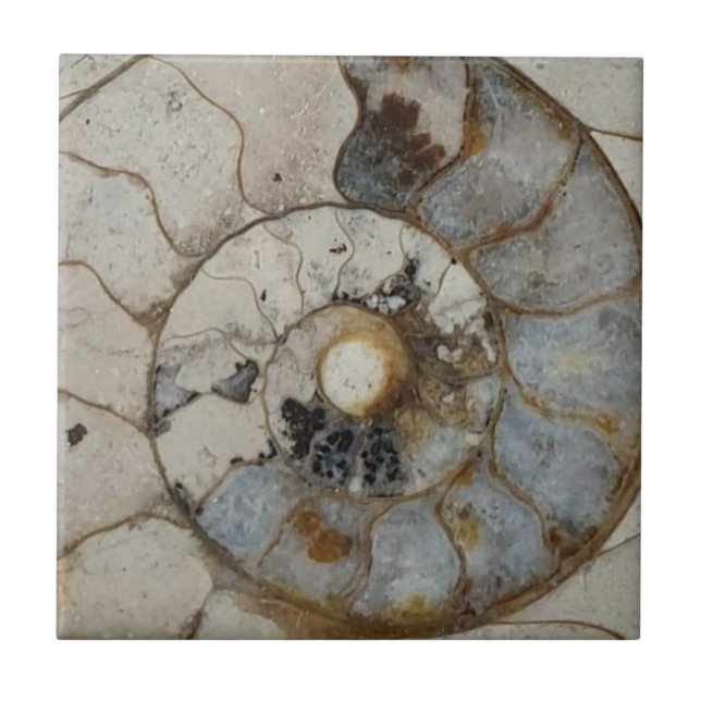 Carreau ammonite de calcaire (Devant)