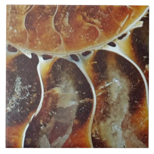 Carreau ammonite de Madagascar grand