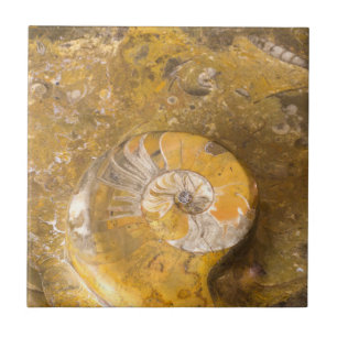 Carreau Ammonite et autres fossiles dans la photographie r