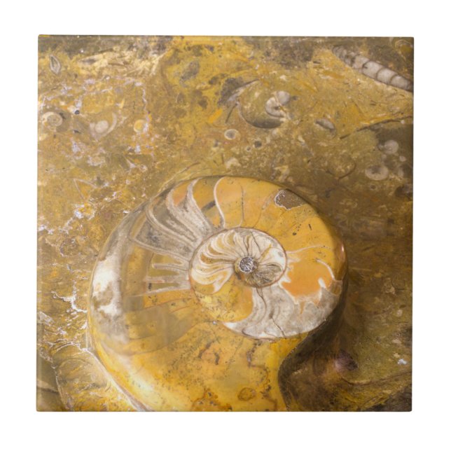 Carreau Ammonite et autres fossiles dans la photographie r (Devant)