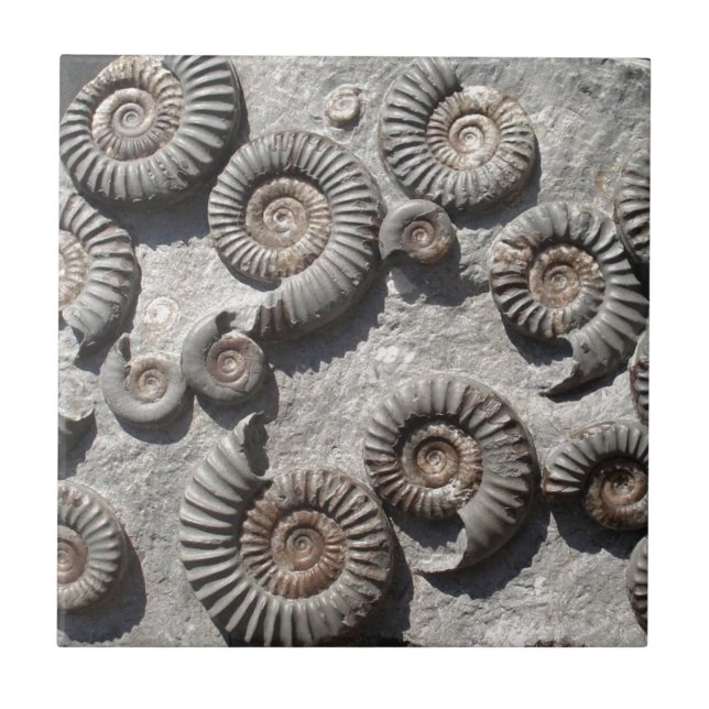 Carreau Ammonites fossiles multi du Lias inférieur (Devant)