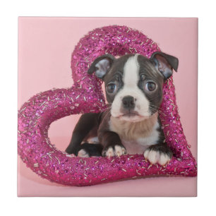 Carreau Amour de chiot des images   de Getty