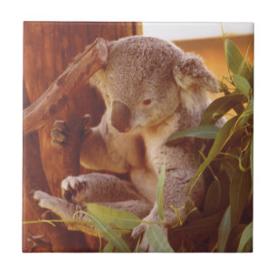Carreau Amour de Koala