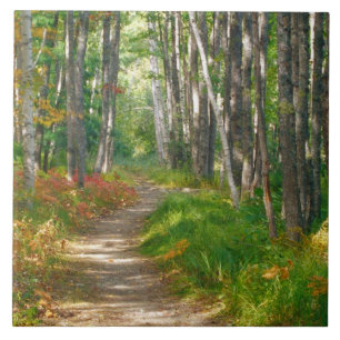 Carreau AN, États-Unis, Maine. Sentier Jessup dans le par