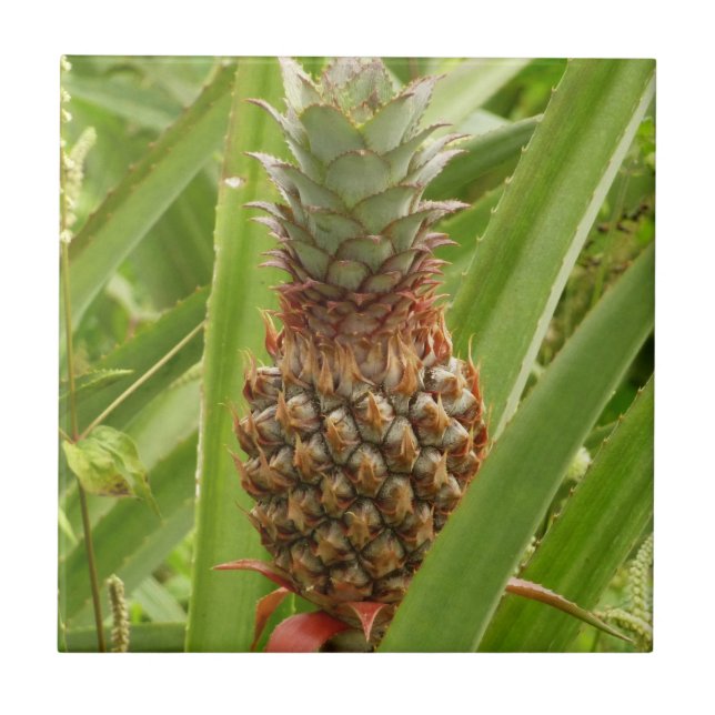 Carreau Ananas sauvage Fruit tropical dans la nature (Devant)