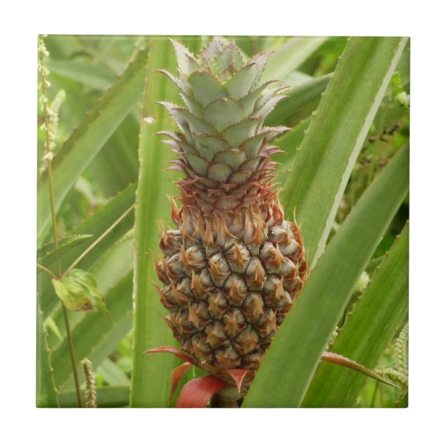 Carreau Ananas sauvage Fruit tropical dans la nature (Devant)