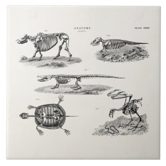 Carreau Anatomie antique de squelettes animaux vintages de (Devant)