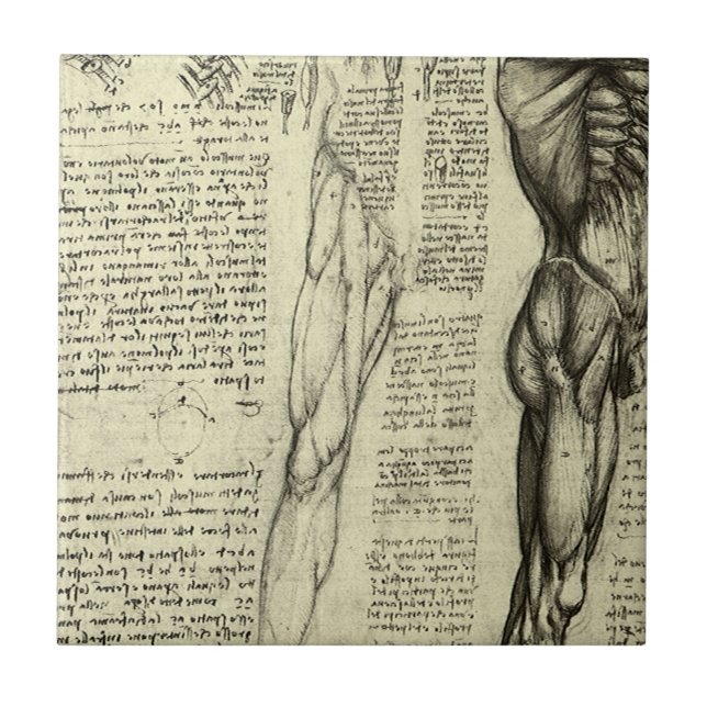Carreau Anatomie humaine de Léonard de Vinci : muscles de  (Devant)