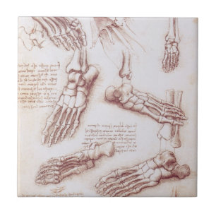 Carreau Anatomie humaine des os du pied de Léonard de Vinc