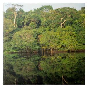 Carreau Anavilhanas, Amazonas, Brésil. Rainforest