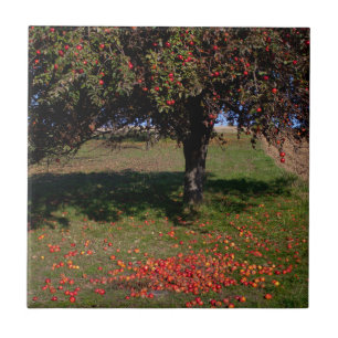 Carreau Ancien arbre à pomme