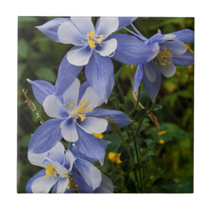 Carreau Ancolie bleue du Colorado près de Telluride Colora