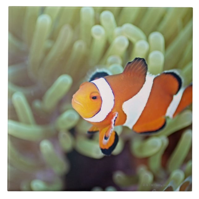Carreau Anemonefish 4 de clown (Devant)