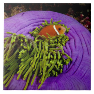 Carreau Anemonefish et grande anémone
